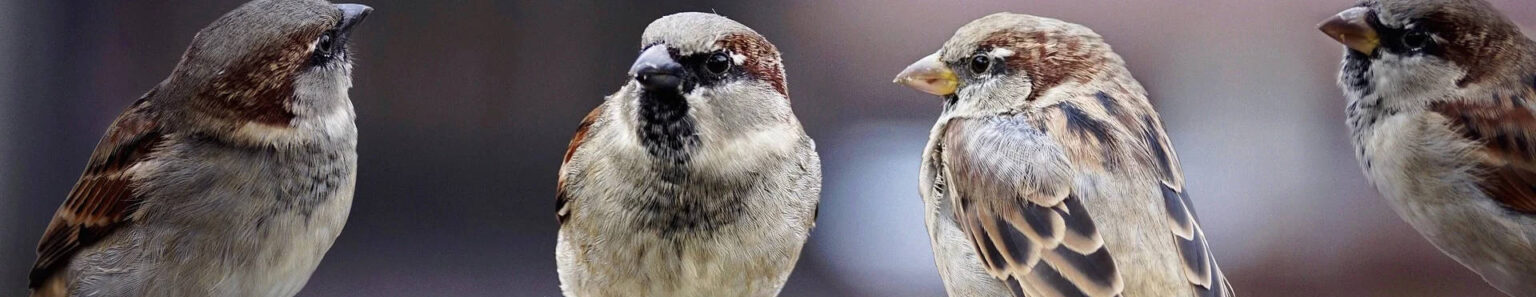 house-sparrow